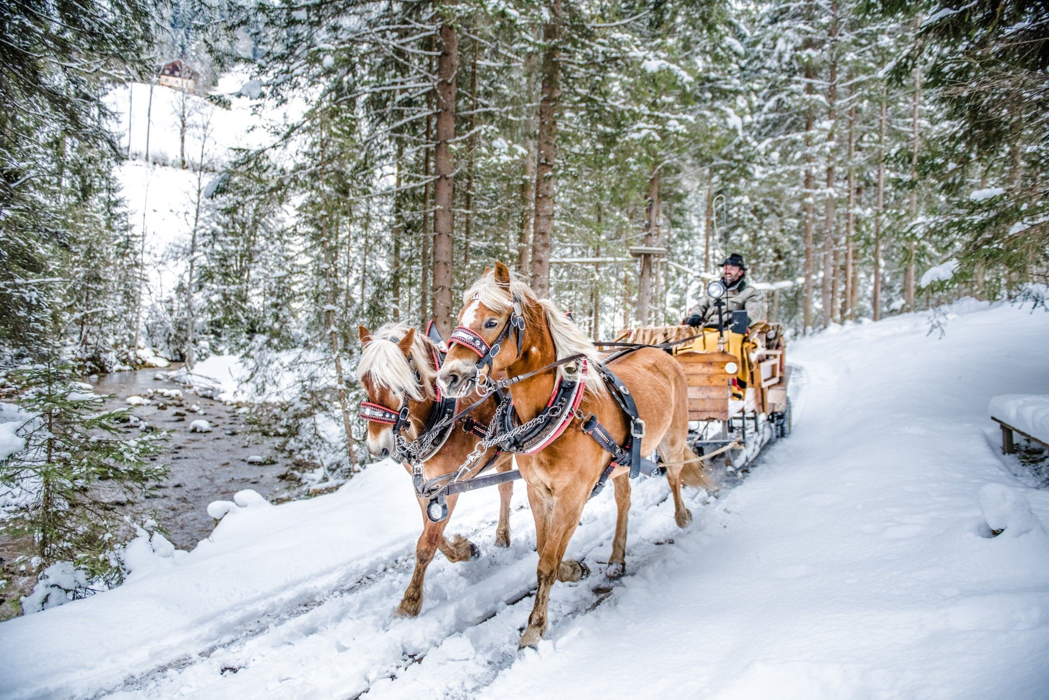 pferdeschlittenfahrt-winter.jpg